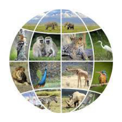Wild Life - Icon